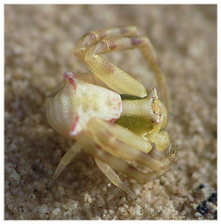 Ragni vari(Gnaphosidae, Lycosidae, Theridiidae, Thomisidae.)